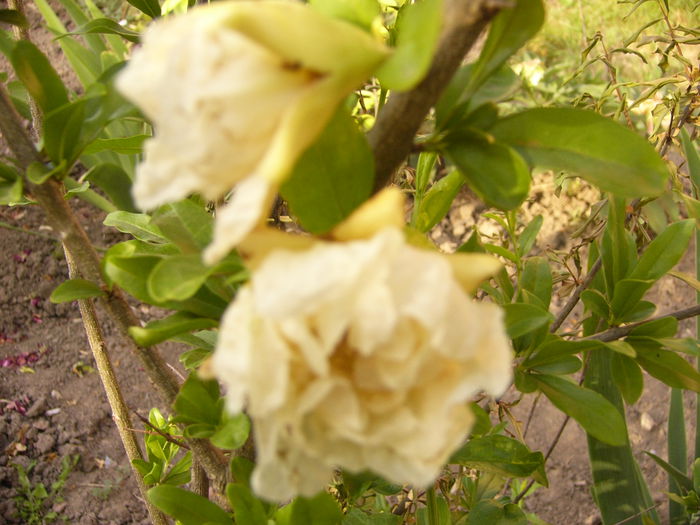 P1240739