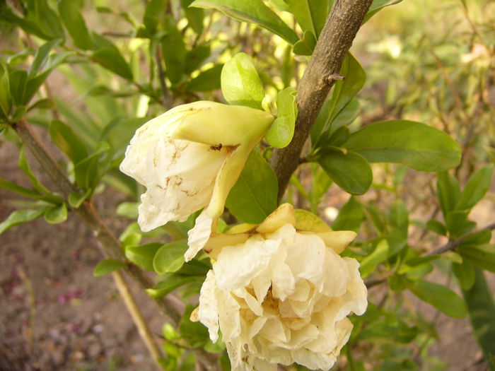 P1240741