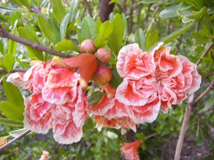 P1240743