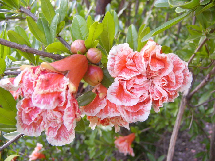 P1240744
