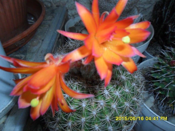 SAM_0282 - Cactusi si suculente 2015