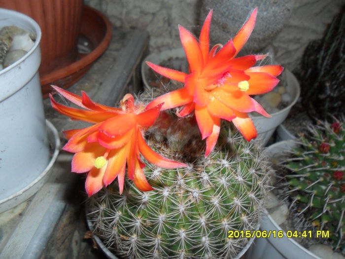 SAM_0283 - Cactusi si suculente 2015