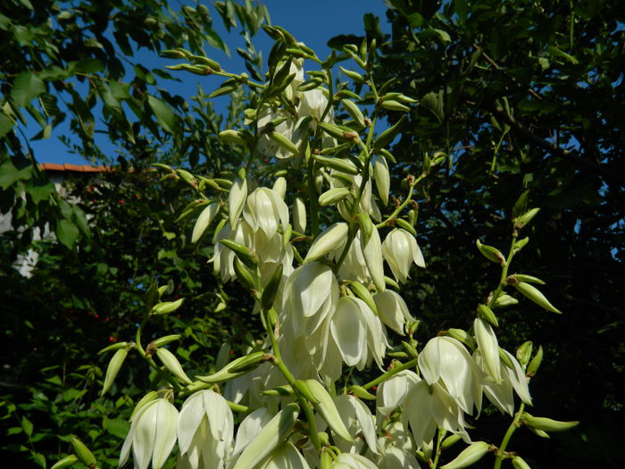 DSCN0787 - 2015_3_IUNIE