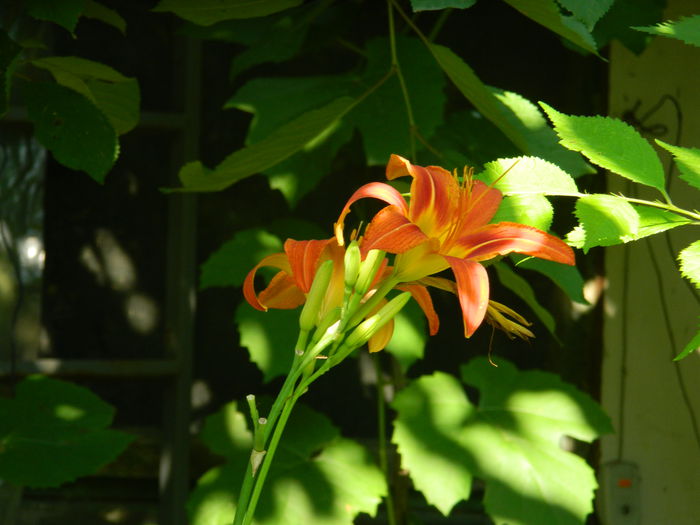 DSCN0789 - 2015_3_IUNIE