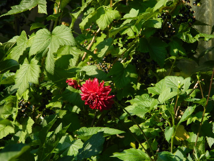 DSCN0790 - 2015_3_IUNIE