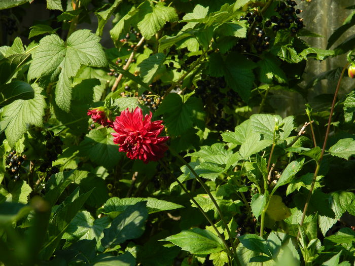 DSCN0791 - 2015_3_IUNIE