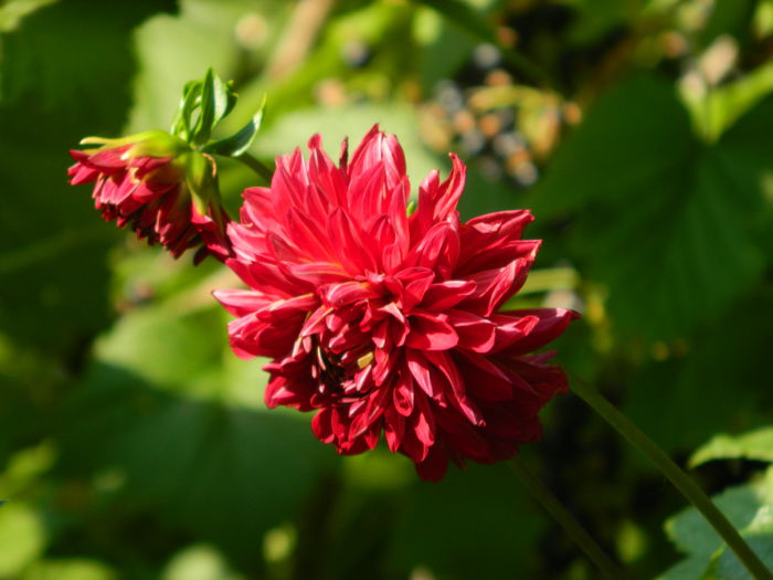 DSCN0792 - 2015_3_IUNIE