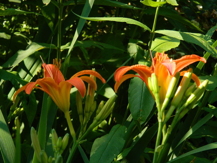 DSCN0793 - 2015_3_IUNIE