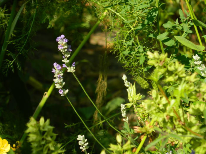 DSCN0794 - 2015_3_IUNIE