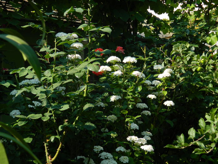 DSCN0795 - 2015_3_IUNIE