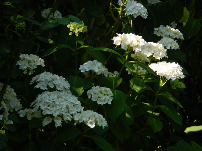 DSCN0796 - 2015_3_IUNIE