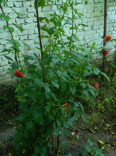 DSCN0798 - 2015_3_IUNIE