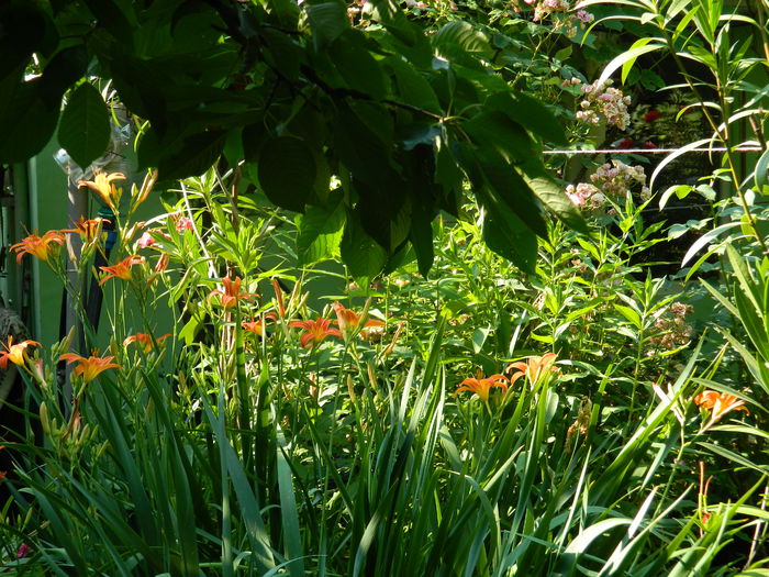 DSCN0800 - 2015_3_IUNIE