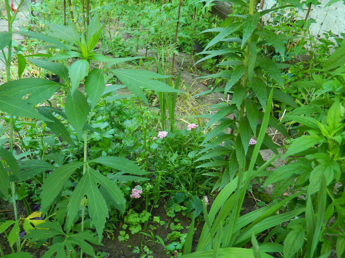 DSCN0808 - 2015_3_IUNIE