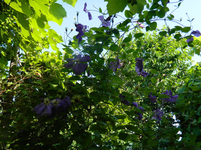 DSCN0809 - 2015_3_IUNIE