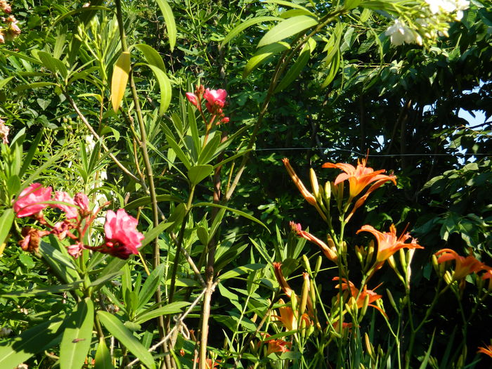 DSCN0810 - 2015_3_IUNIE