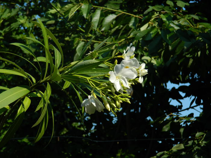 DSCN0811 - 2015_3_IUNIE