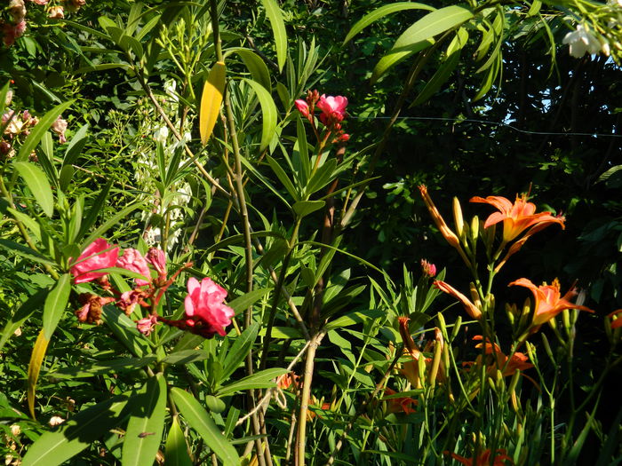 DSCN0812 - 2015_3_IUNIE