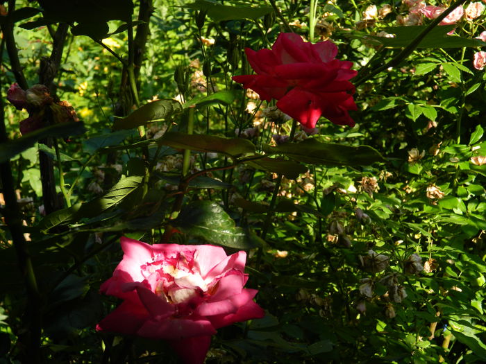 DSCN0814 - 2015_3_IUNIE