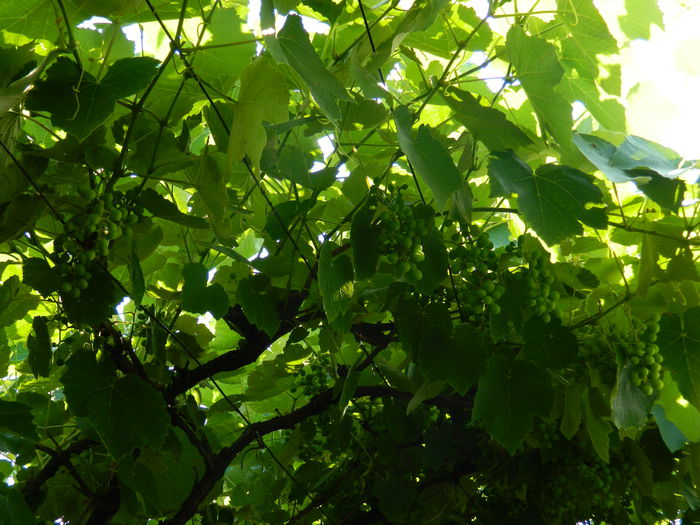 DSCN0821 - 2015_3_IUNIE