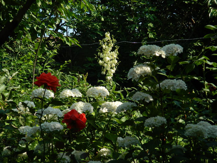 DSCN0823 - 2015_3_IUNIE