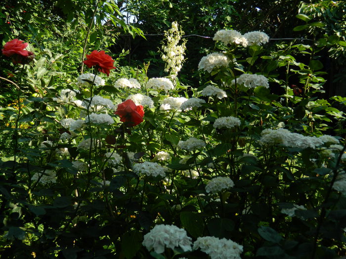 DSCN0825 - 2015_3_IUNIE