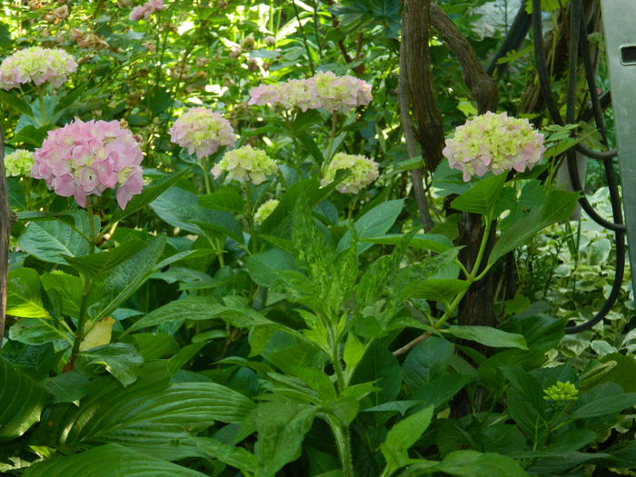 DSCN0828 - 2015_3_IUNIE