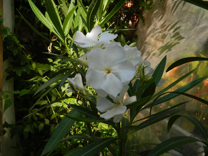 DSCN0836 - 2015_3_IUNIE