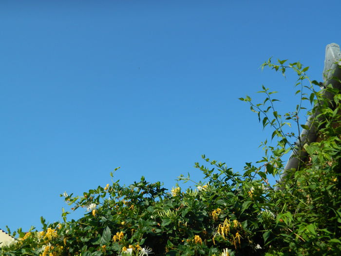 DSCN0842 - 2015_3_IUNIE