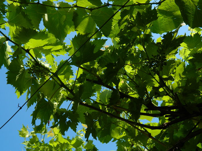 DSCN0843 - 2015_3_IUNIE