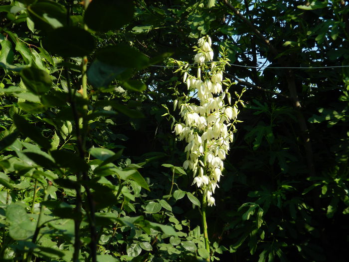 DSCN0847 - 2015_3_IUNIE