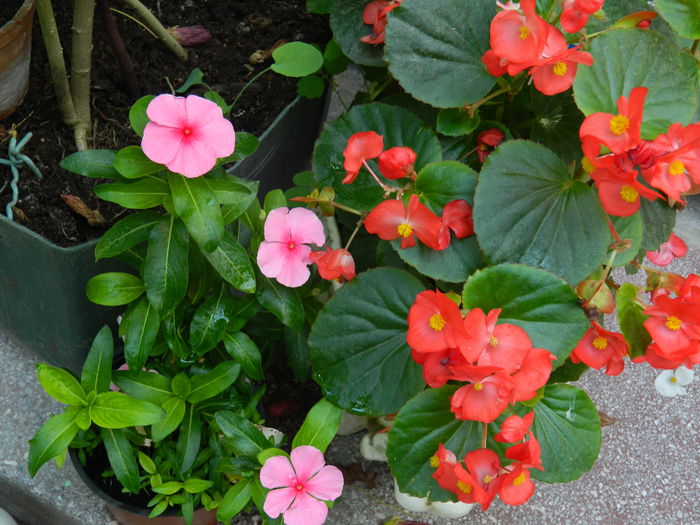 DSCN0872 - 2015_3_IUNIE