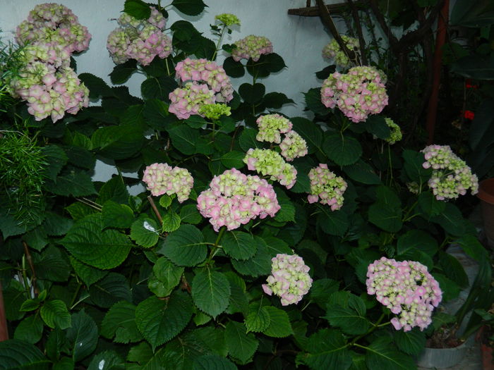 DSCN9723 - 2015_3_IUNIE