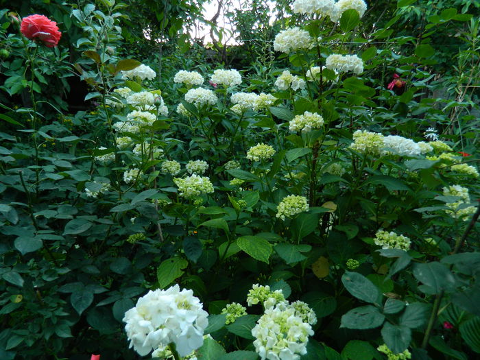 DSCN9726 - 2015_3_IUNIE