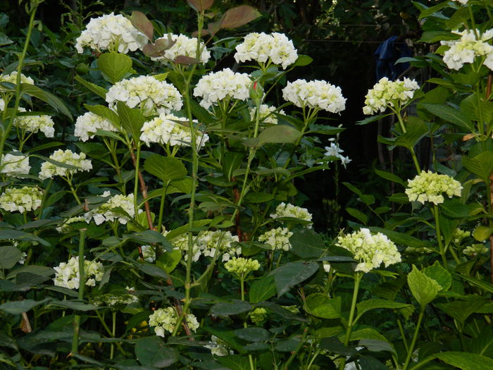 DSCN9728 - 2015_3_IUNIE
