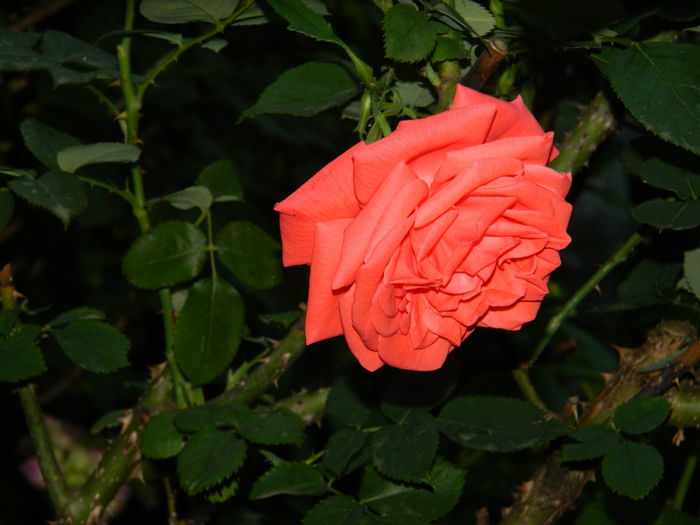 DSCN9730 - 2015_3_IUNIE