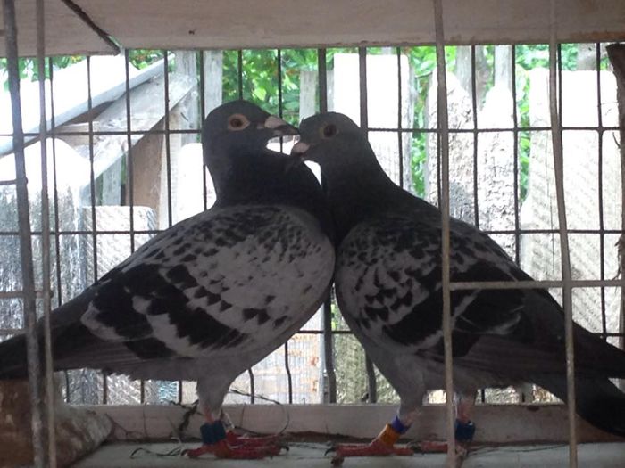 11541241_831434206948585_2038385830_n