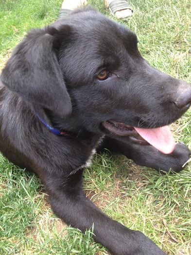 11430295_831434250281914_380358918_n