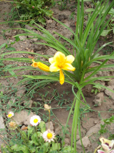 Hemerocallis Stella D'oro - Plante de gradina