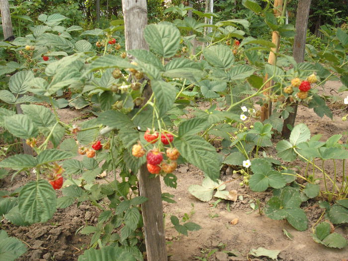 Zmeur remontant - Arbusti fructiferi