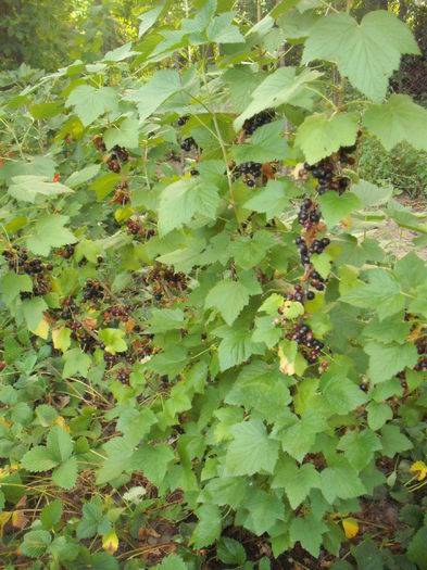 Coacaz negru - Arbusti fructiferi