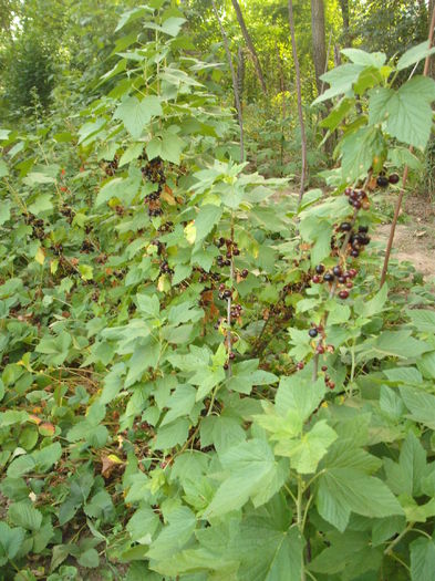 DSCF2968 - Arbusti fructiferi