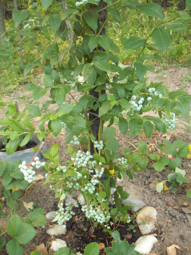 Afin - Arbusti fructiferi