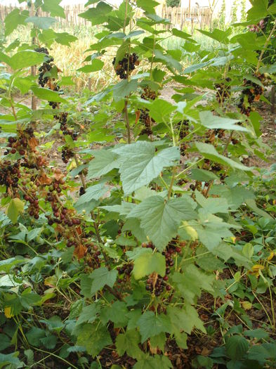 DSCF2971 - Arbusti fructiferi
