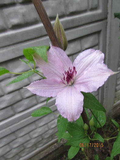 Hagley Hybrid - clematite 2015