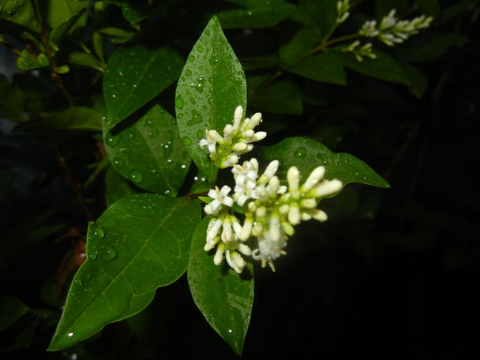 Ligustrum vulgare (2015, June 12) - LIGUSTRUM Vulgare_Wild Privet