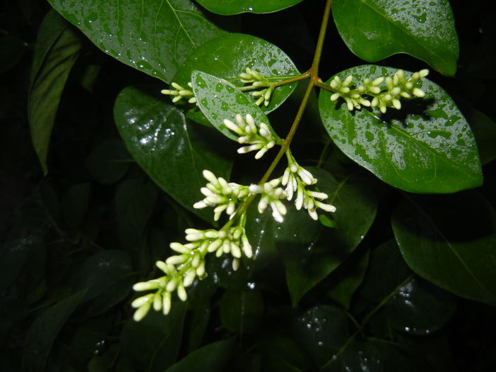 Ligustrum vulgare (2015, June 12)