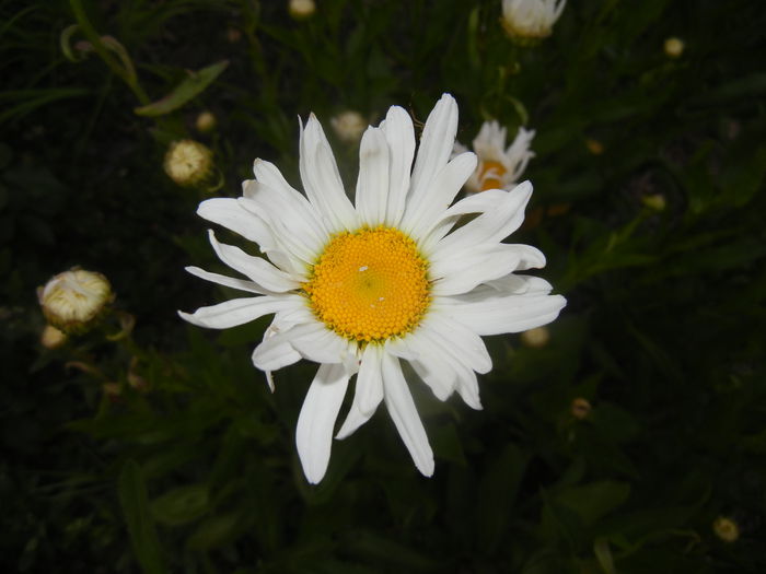 Ox-eye Daisy (2015, June 12) - DAISY Ox-eye Daisy