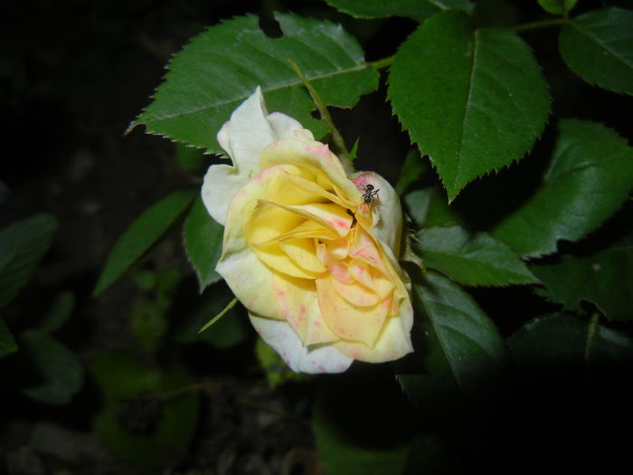 Yellow Miniature Rose (2015, June 08)