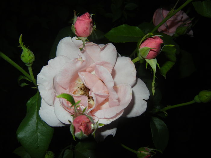 Rose Queen Elisabeth (2015, June 08)